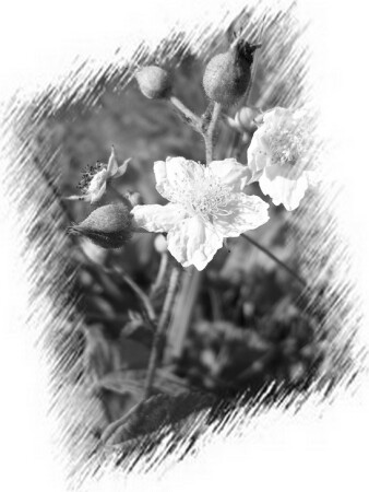 ежувичэчка