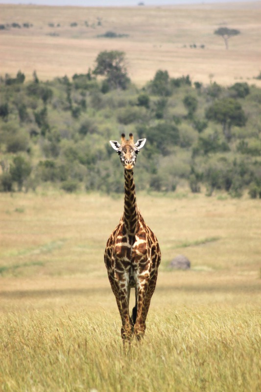 Giraffe