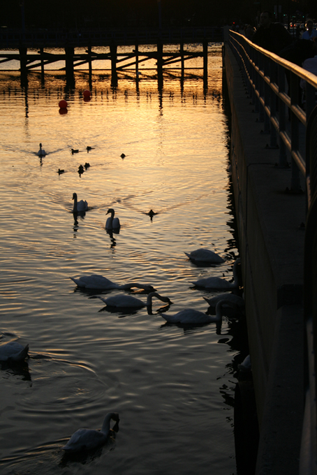 White Swans at Brighton Beach