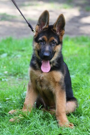 самый лучший щенок