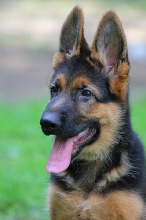 самый лучший щенок 2