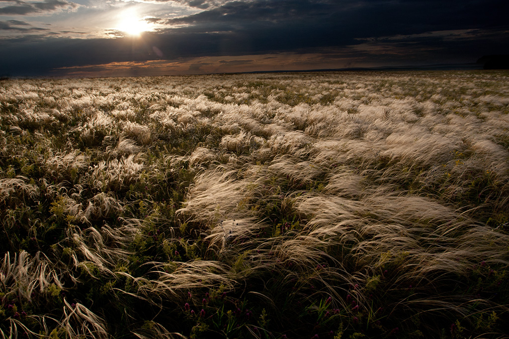 Ковыль.