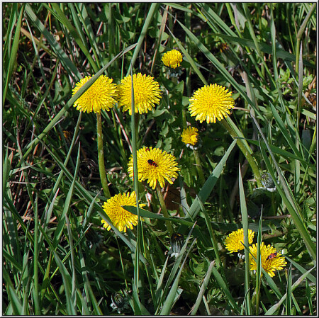 Компашка [16802]