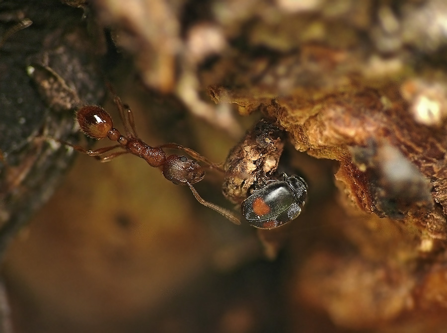 Коровка широколобая Scymnus frontalis муравей Myrmica rubrа