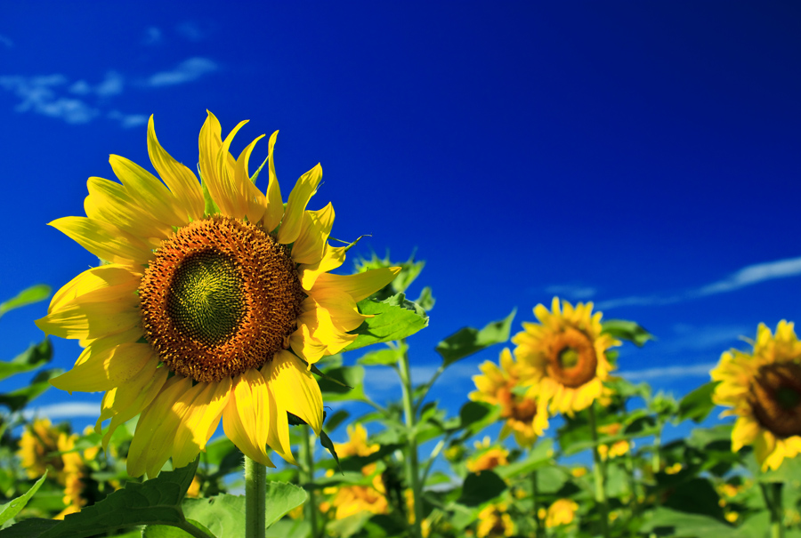 Sunflower