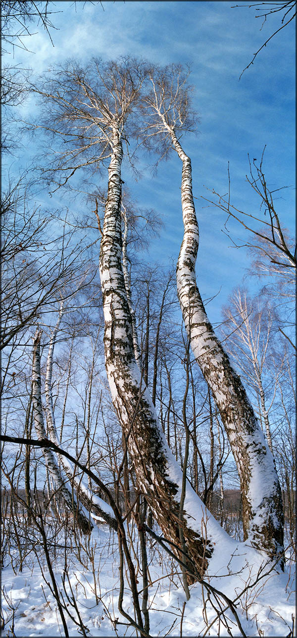 две сестрички