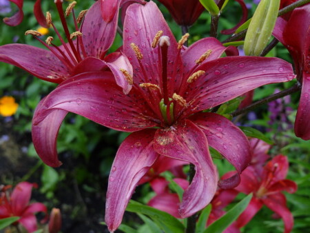 Цветочки (Макро)