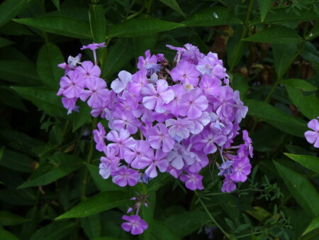 Цветочки (Макро)