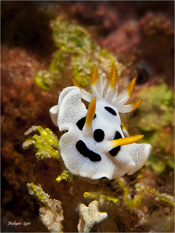 Nudibranch