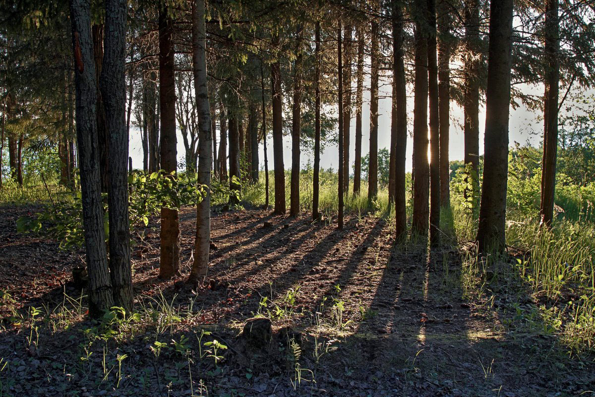 Светотени утреннего леса