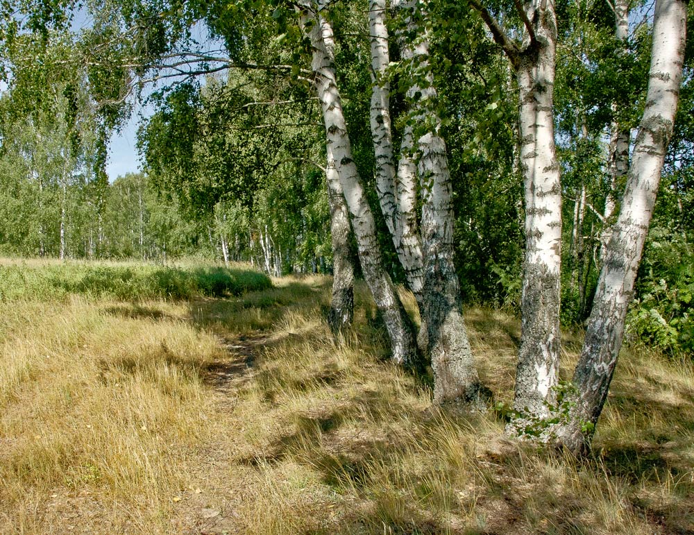 В берёзовой роще