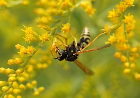 Оса - труженица