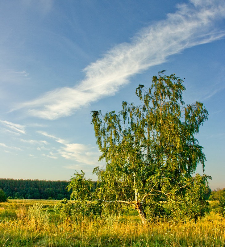 Утренняя Берёза