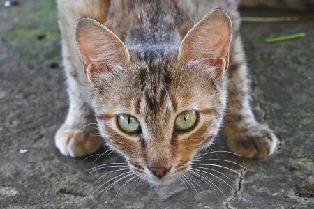 кошкэ 2