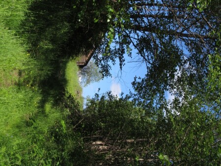 Лесной тоннель