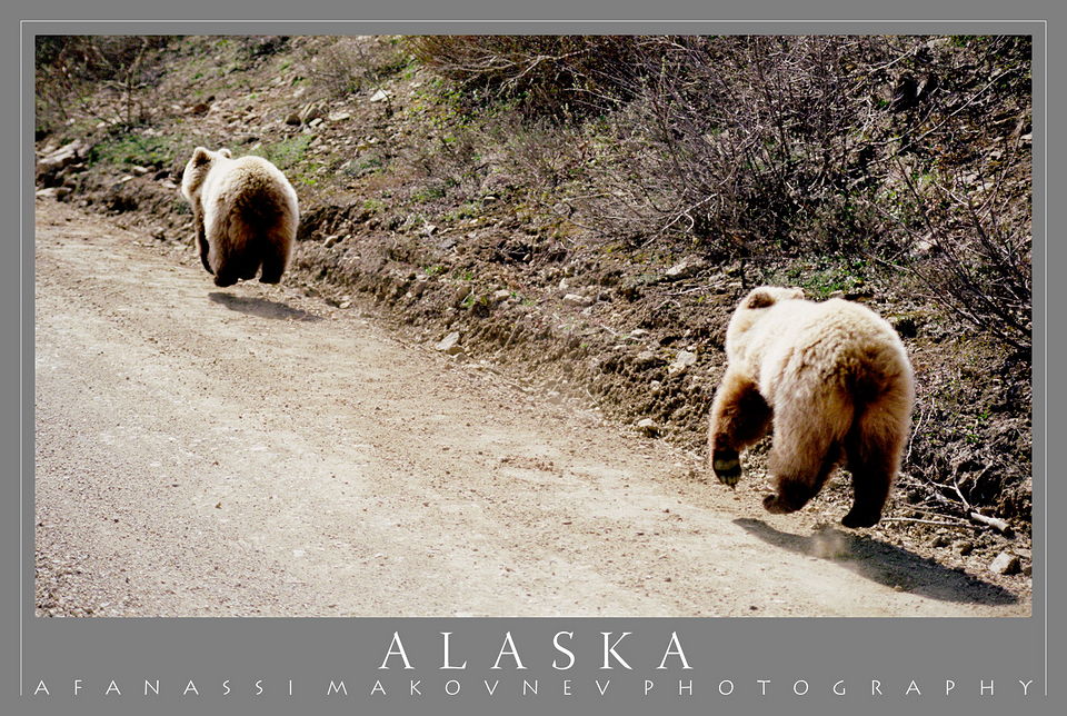 Denali Flying Bears