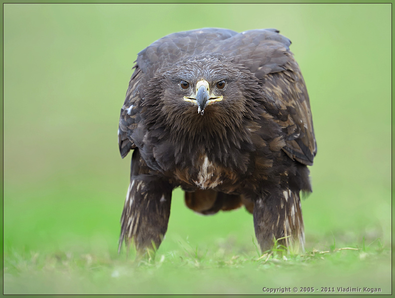 Greater Spotted Eagle: Хозяин