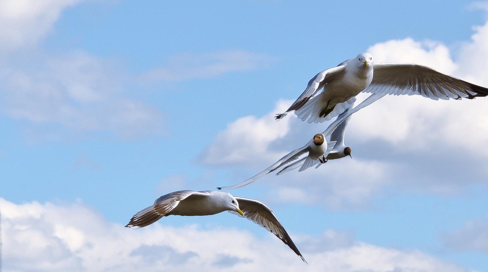 sea-gulls