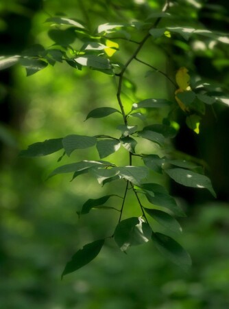 Летнезеленолиственное