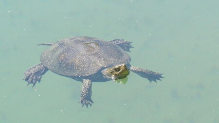 был наивен и беспечен черепашки юной взгляд