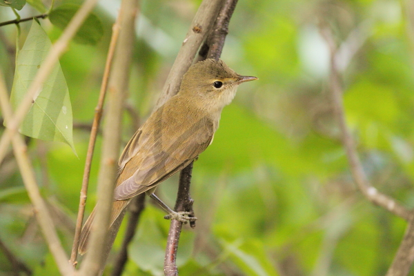 Соловей обыкновенный (Luscinia luscinia)