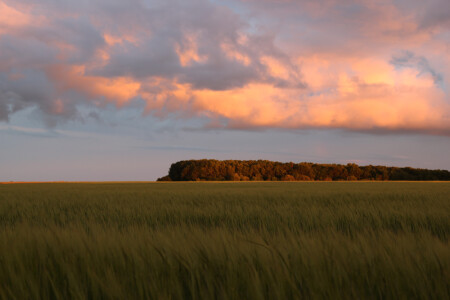 Перед грозой