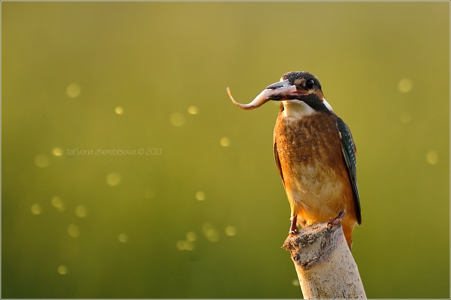 Kingfisher