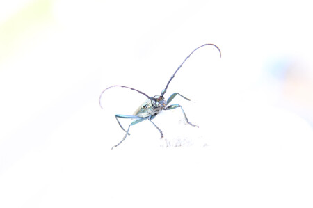 &amp;quot;тараканище&amp;quot;