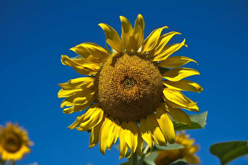 Sunflower