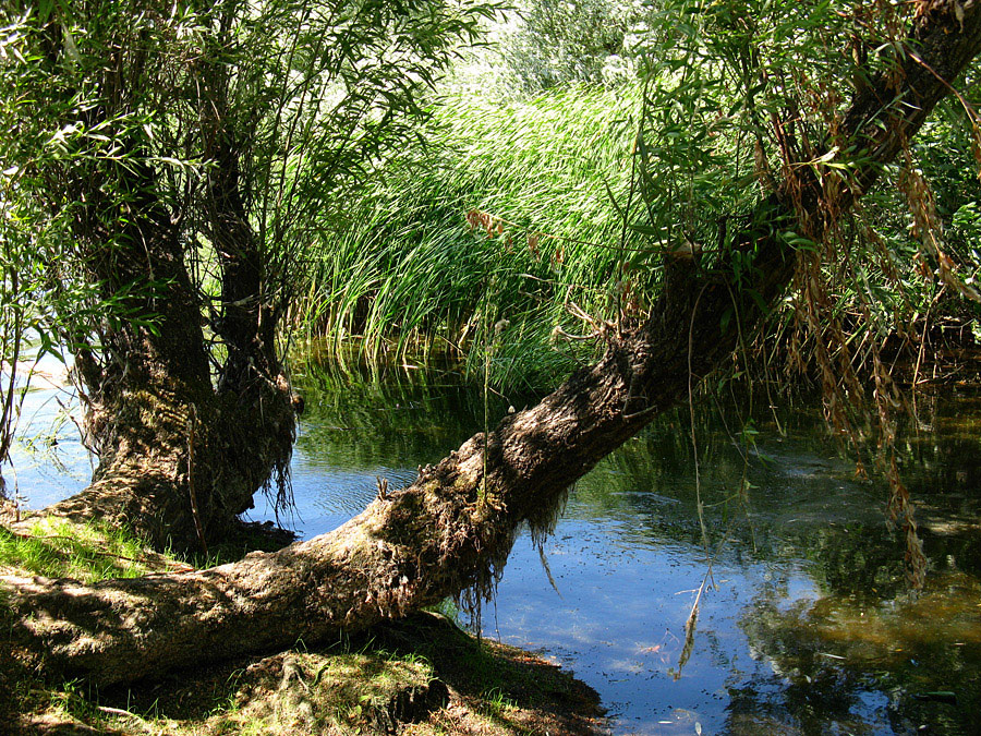 Логово Водяного