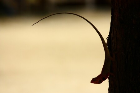 Самое главное-хвост!