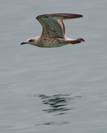 На бреющем над морем
