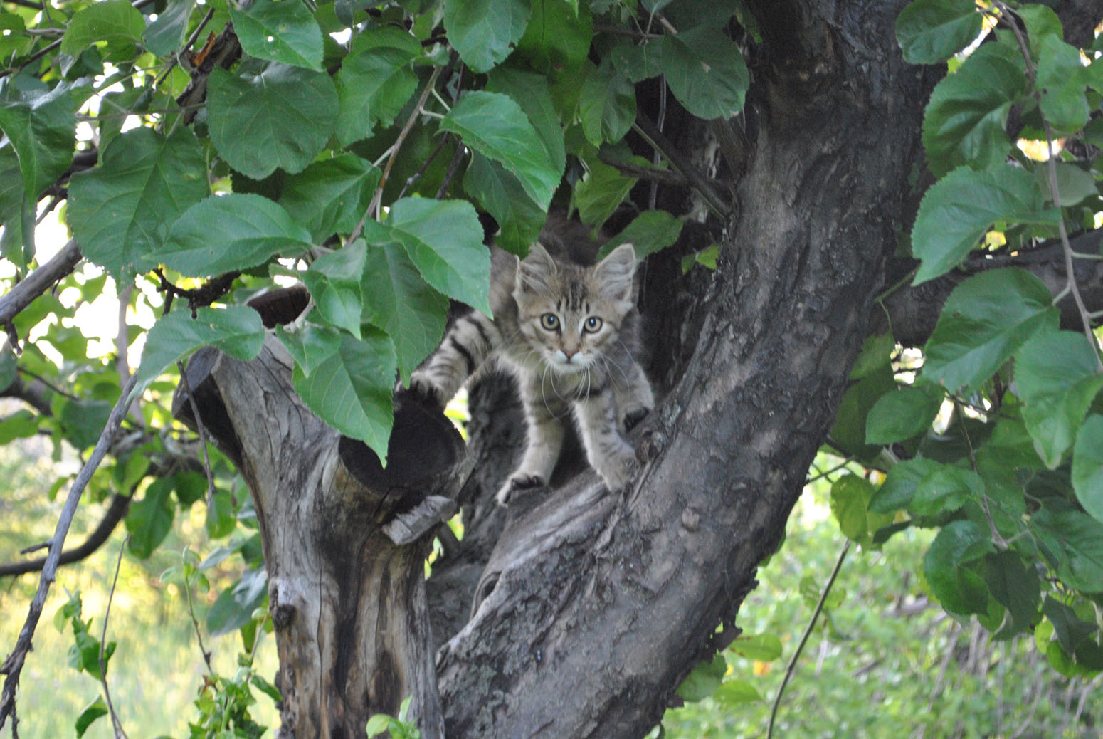 кот гуляет