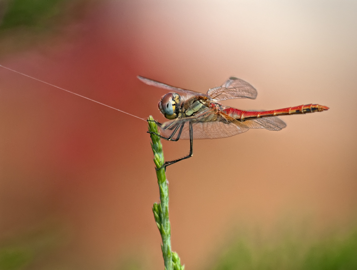 Odonata.