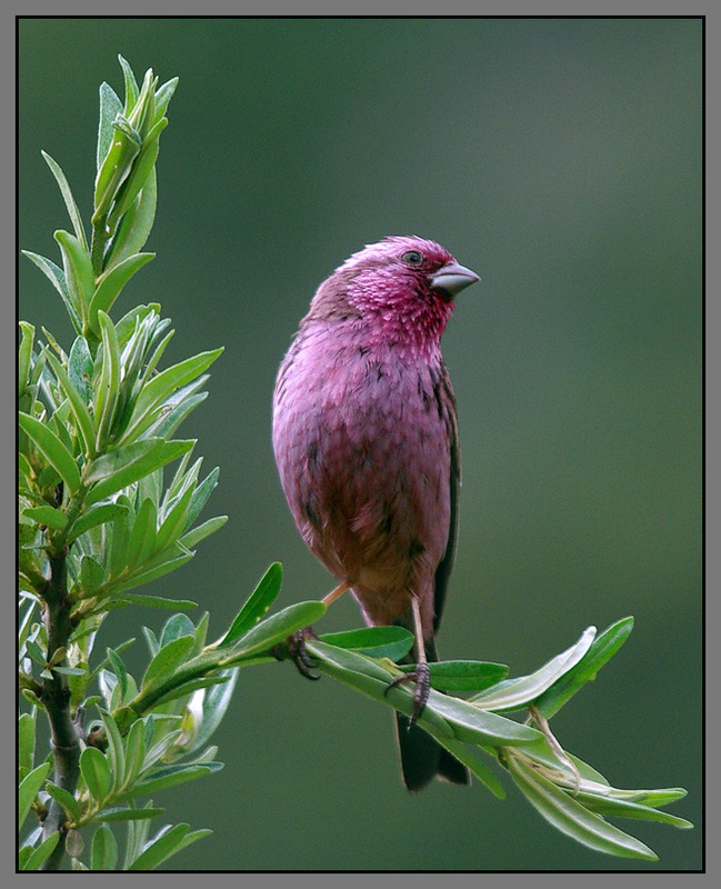 Carpodacus pulcherrimus