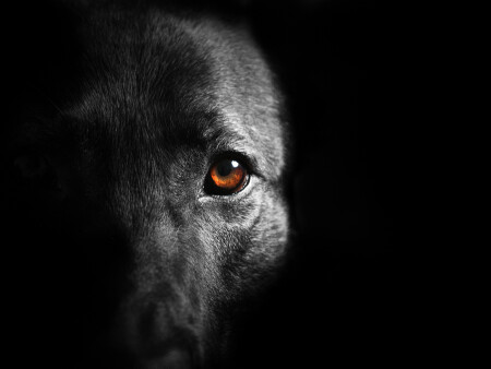 Human&#039;s spirit still look&#039;n from