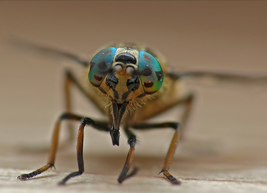 Слепень Chrysops relictus