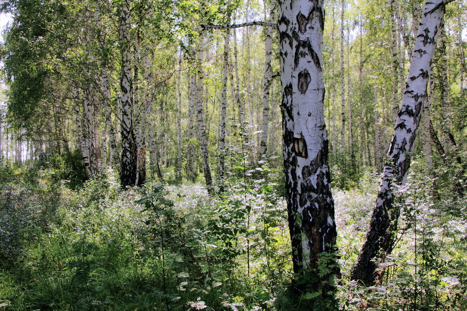 в лучах солнца