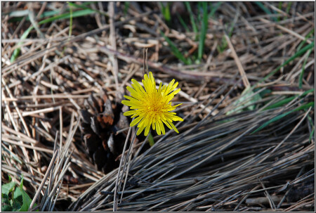 Приказано выжить [3021]