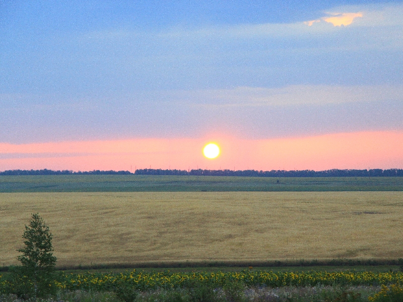 Восход с подсолнухами