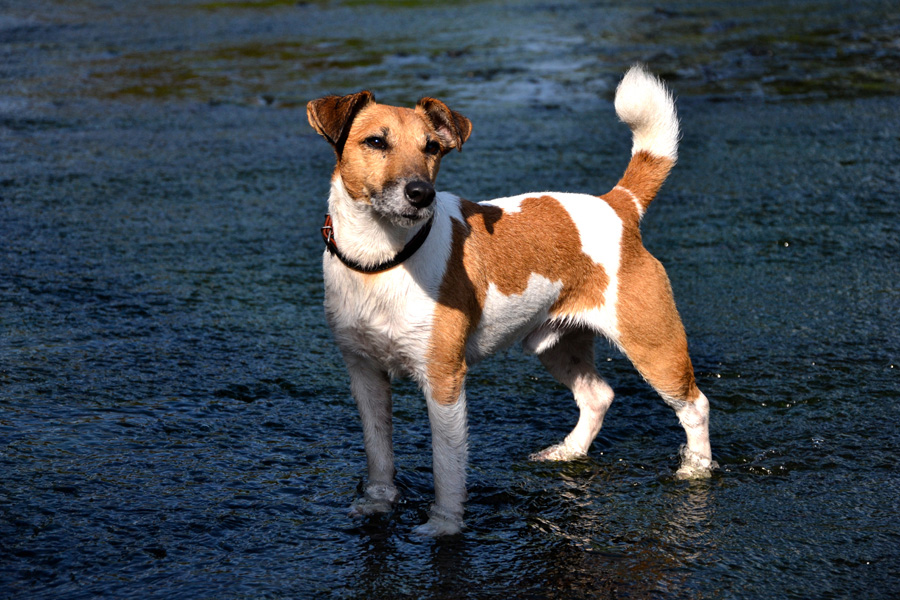 Smooth Fox Terriers