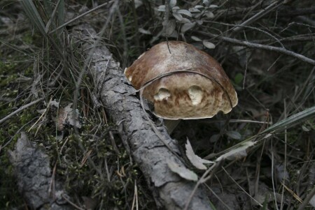 Гриб глядит из под коряги.