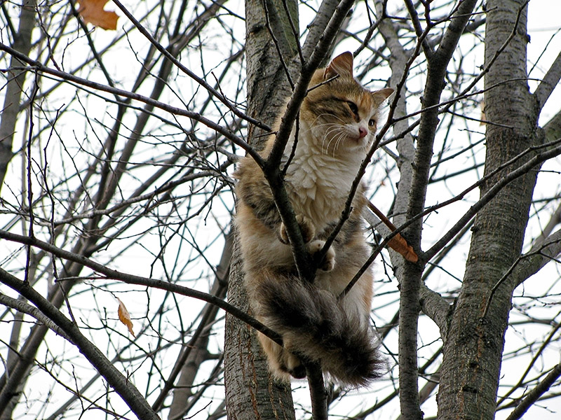 Очень странная птица