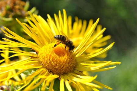 &quot;Работяжка&quot;