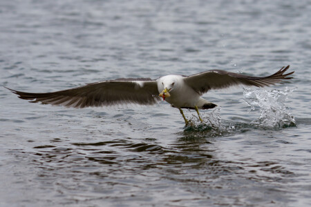 рвем и уходим
