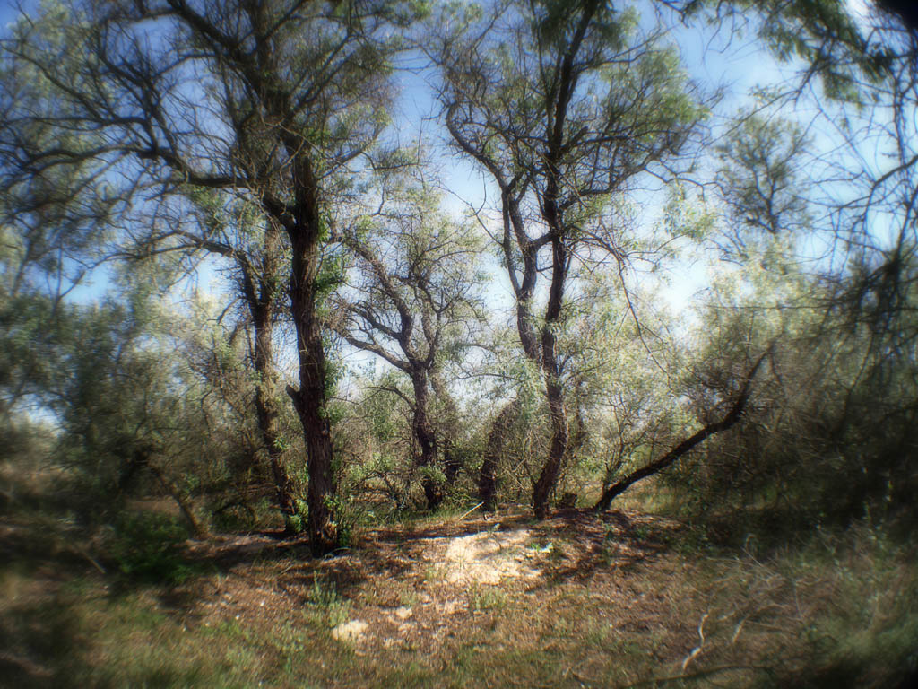 Scrub forest