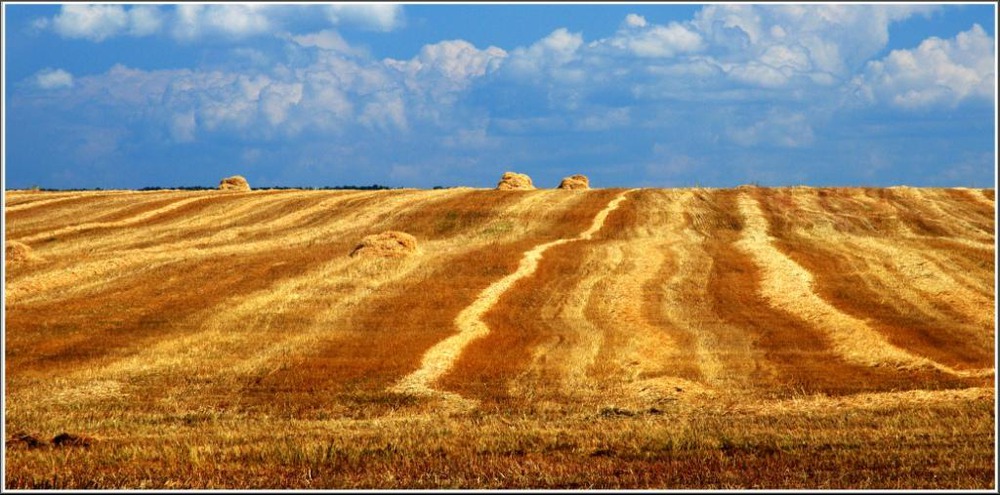 Уборка хлеба