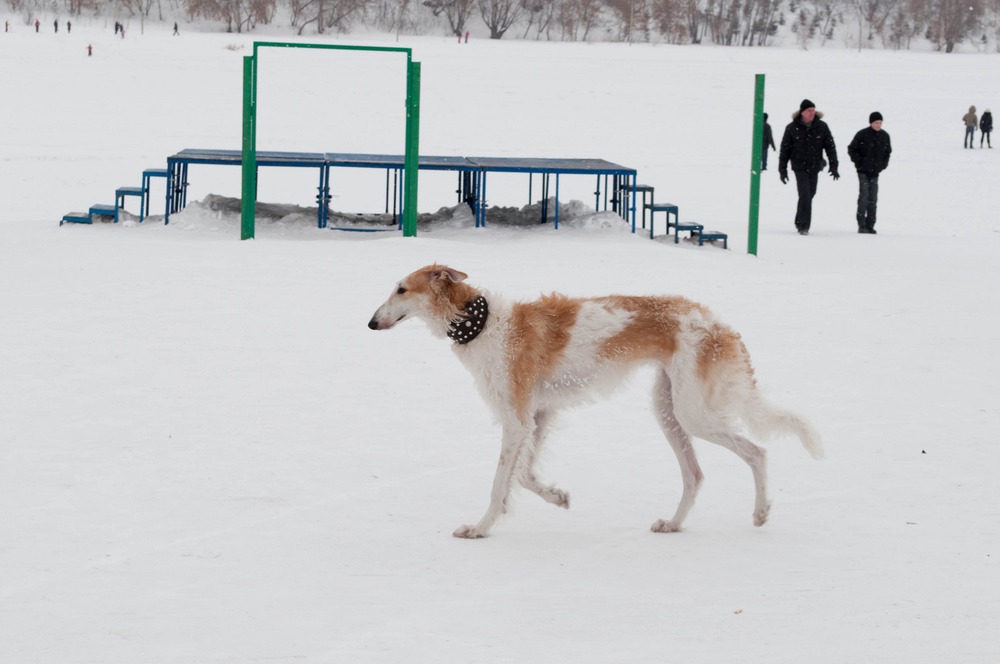 борзая