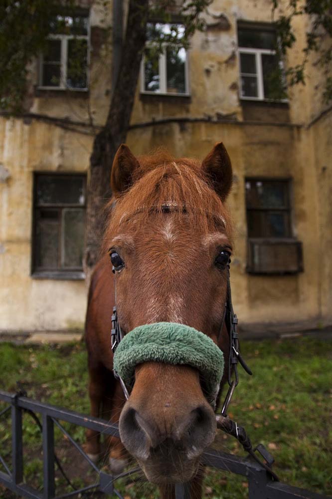 Чубайс