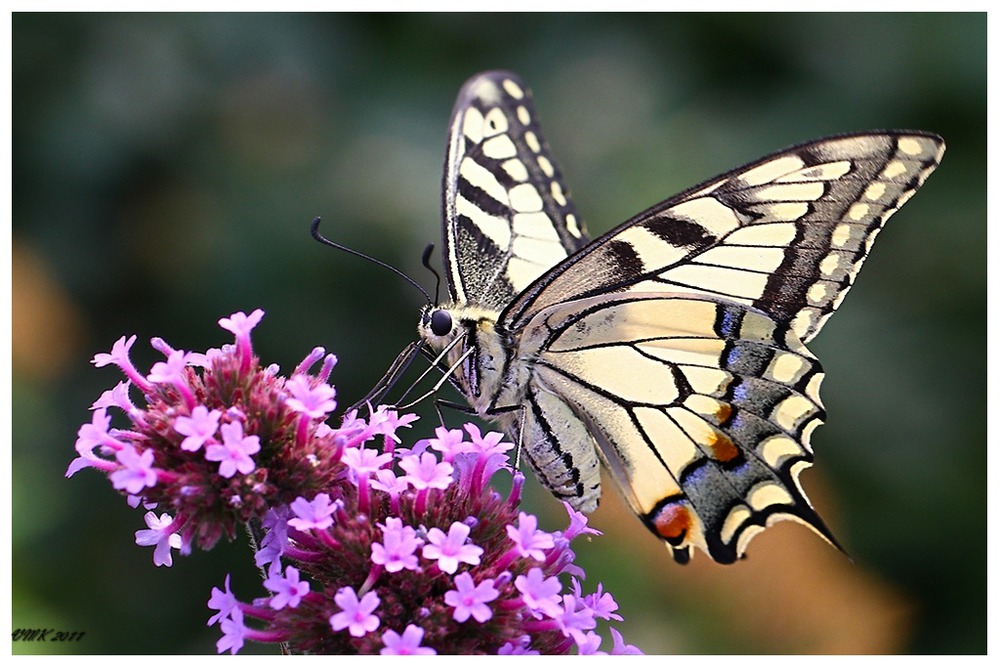 Махаон (лат. Papilio machaon)